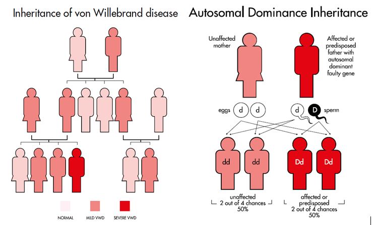 What causes von Willebrand Disease? - The Haemophilia Society